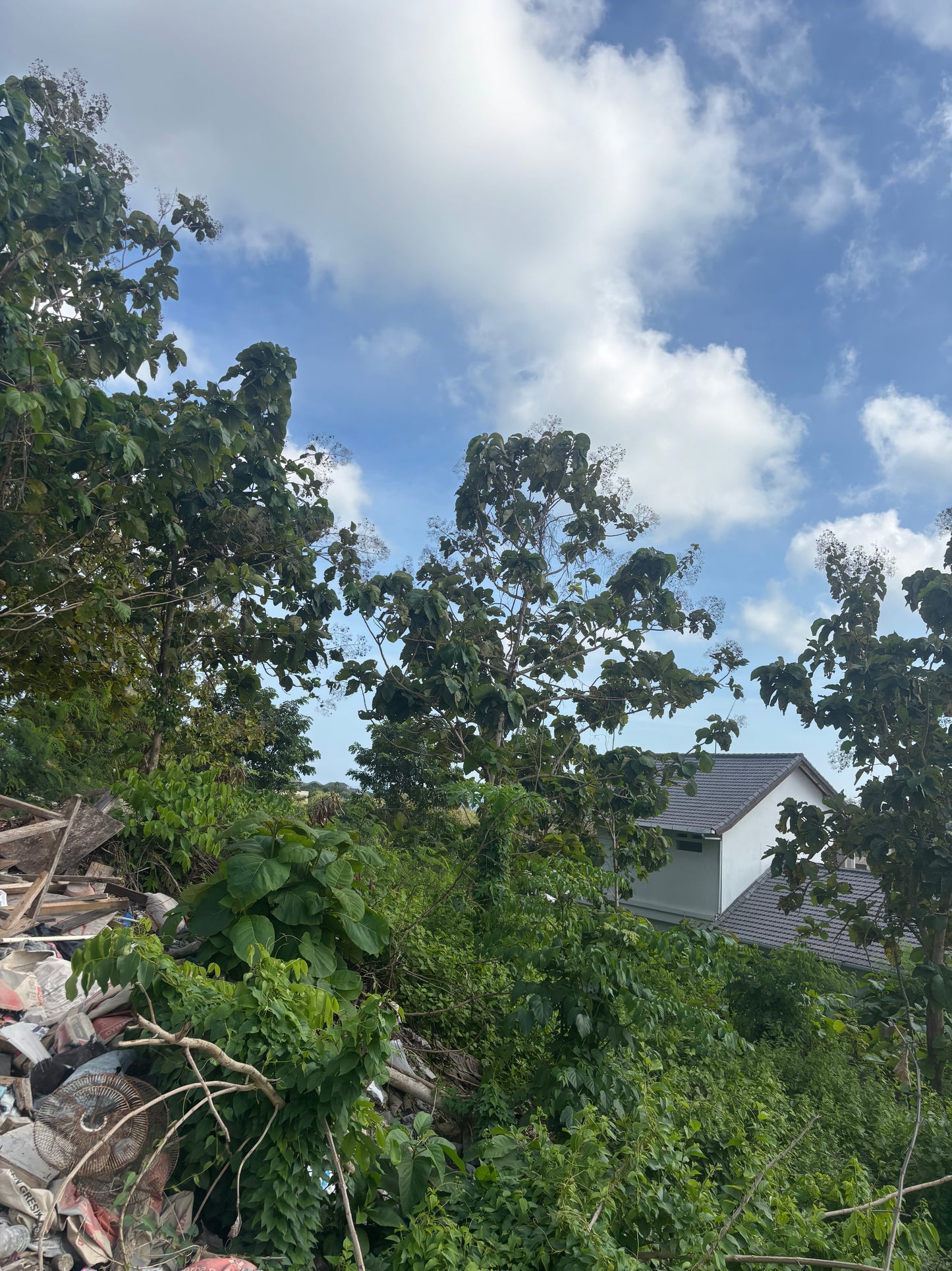 28 are Prime land in Freehold in Bingin