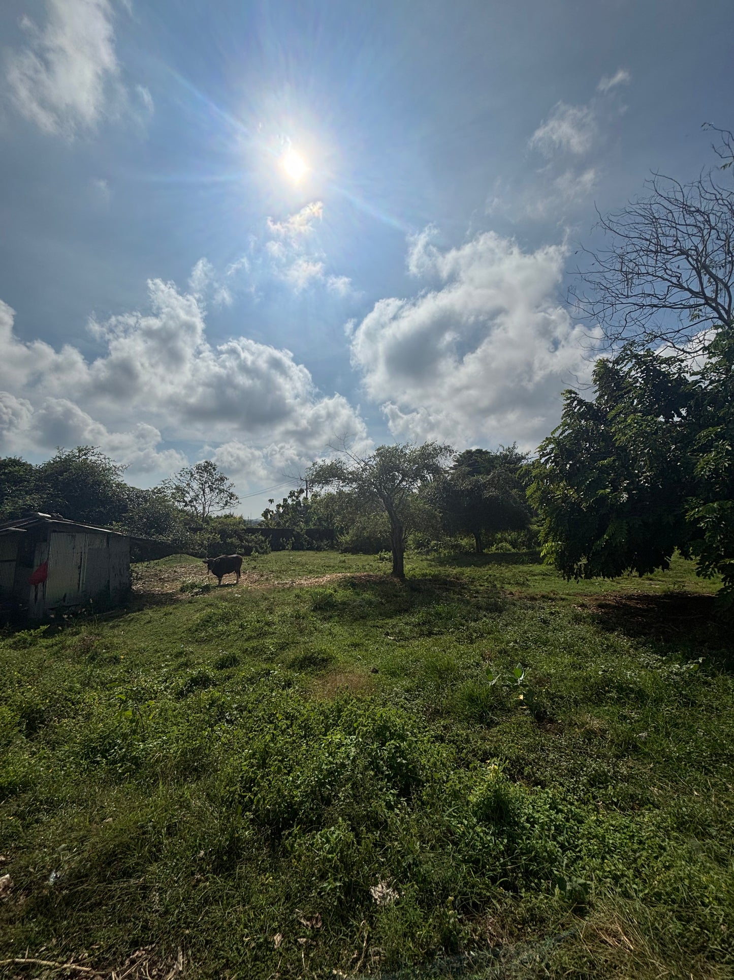 29 are Leasehold in upper Bingin