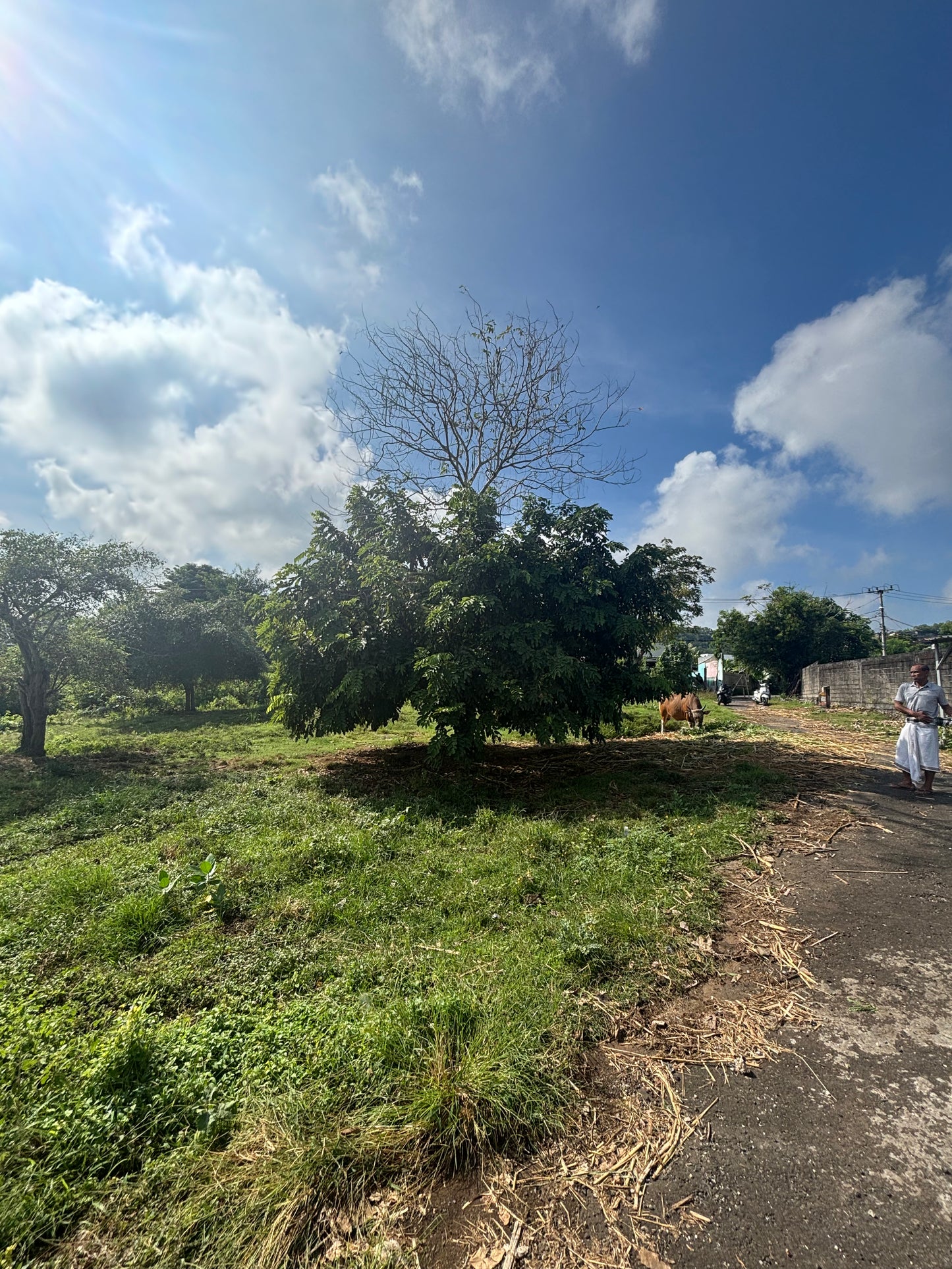 29 are Leasehold in upper Bingin