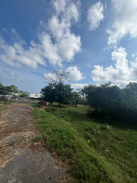 29 are Leasehold in upper Bingin