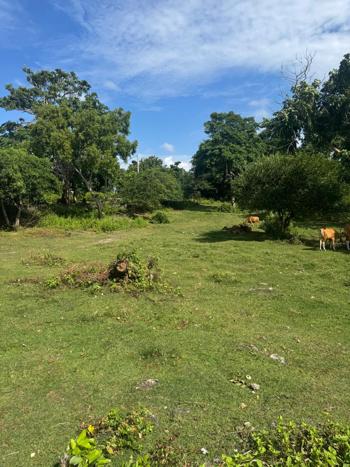 1 hectare cliff front Dreamland land freehold